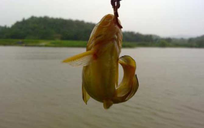 钓黄颡鱼用什么鱼钩？