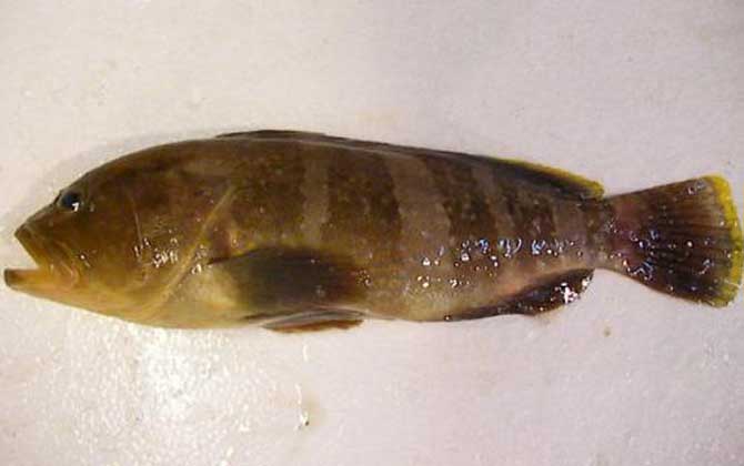 青石斑鱼