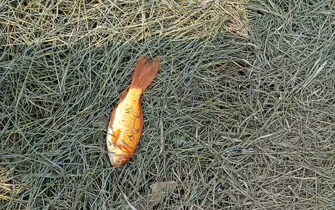 红鲫鱼一般能活多久？