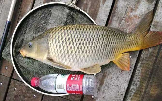 夏季钓鲤鱼