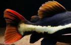 红尾鲶是什么鱼？