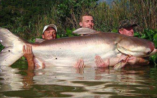 湄公河巨型鲶鱼