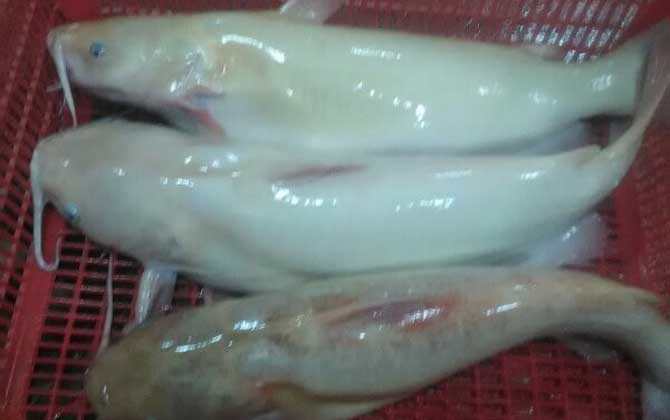 白化鲶鱼