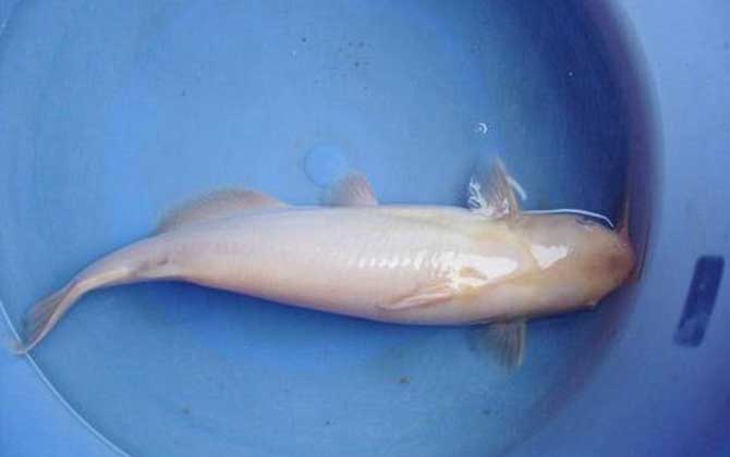 白化鲶鱼