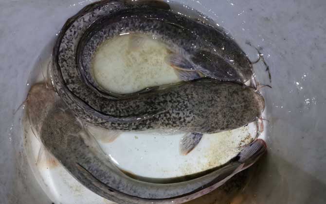钓鲶鱼最佳时间是什么时候