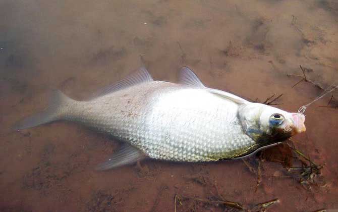 野钓鳊鱼最佳水深是多少？