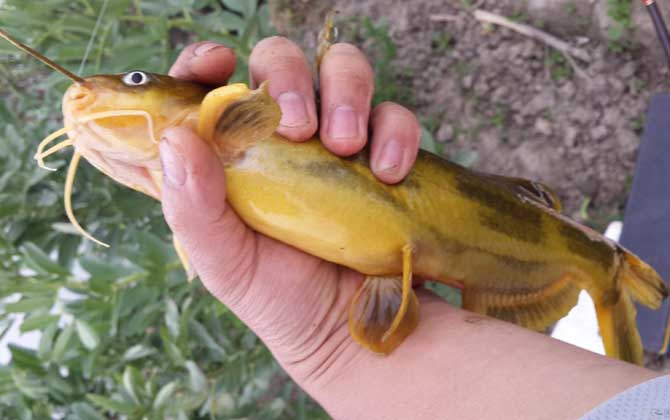钓黄颡鱼的最佳季节和时间
