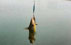 黄颡鱼能长到多大？