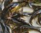 黄颡鱼和鲶鱼有什么区别？