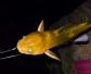 晚上钓黄颡鱼是钓远还是近？