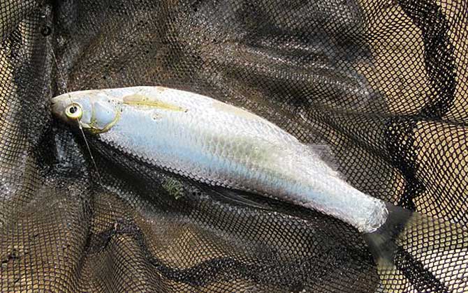 钓饵配方 白条鱼是鲤科属初级淡水鱼类,俗称餐条,游刁子,尖嘴子,餐子