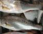 海鲈鱼价格多少钱一斤？