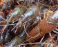 小龙虾和龙虾有什么区别？