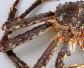 长脚蟹是什么动物？