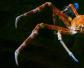 蜘蛛蟹是什么动物？