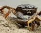 哺乳期可以吃螃蟹吗？