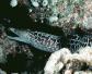 波纹裸胸鳝是什么鱼？