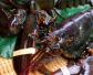 波士顿龙虾是什么动物？