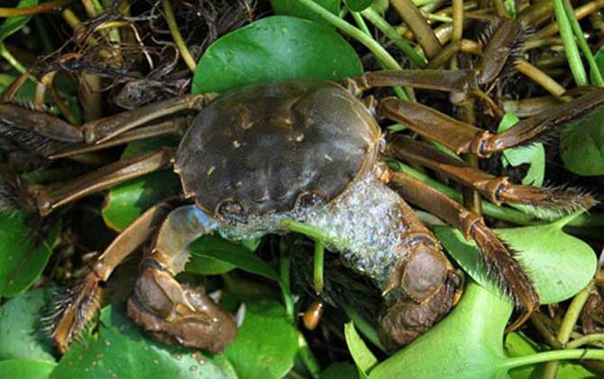 固城湖大闸蟹是什么蟹种？
