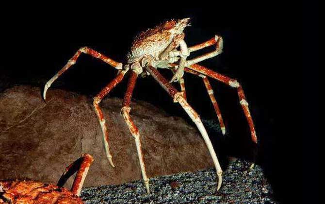 日本蜘蛛蟹