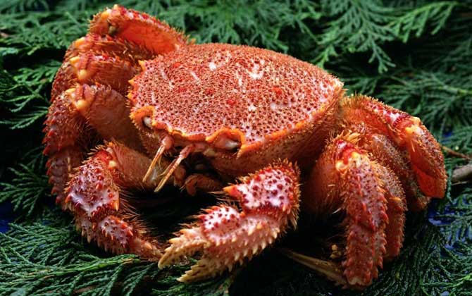 红毛蟹是什么蟹种？
