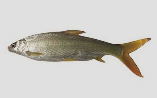 黄尾鱼