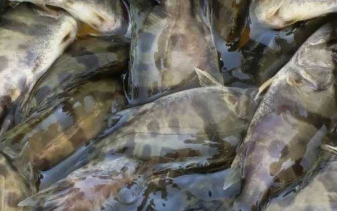 鳜鱼养殖技术及病害防治