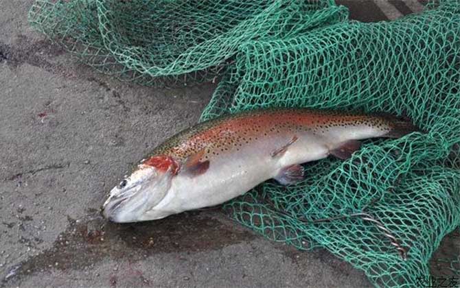 虹鳟鱼养殖技术