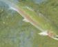虹鳟鱼和三文鱼有什么区别？