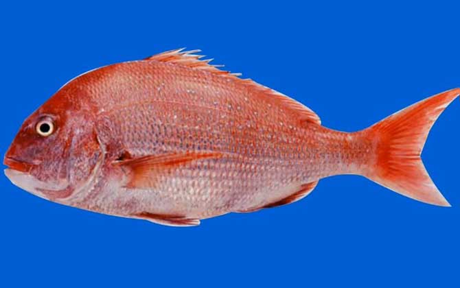 红鲷鱼是什么鱼？