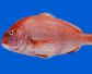 红鲷鱼是什么鱼？