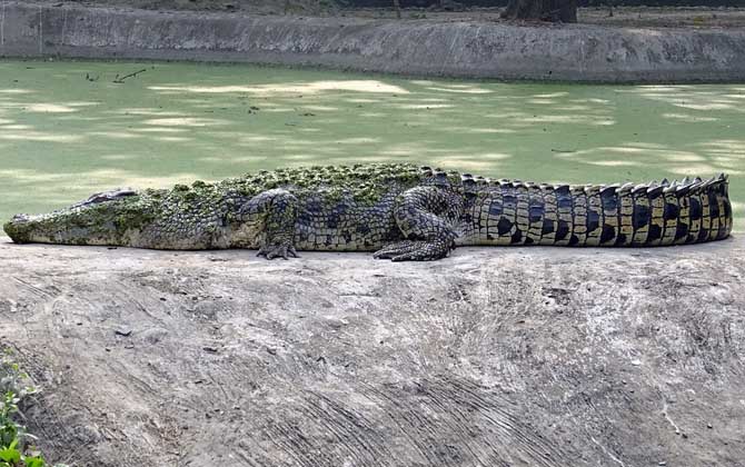 咸水鳄