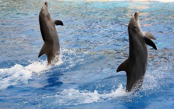 灰海豚是什么动物？
