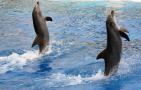 灰海豚是什么动物？