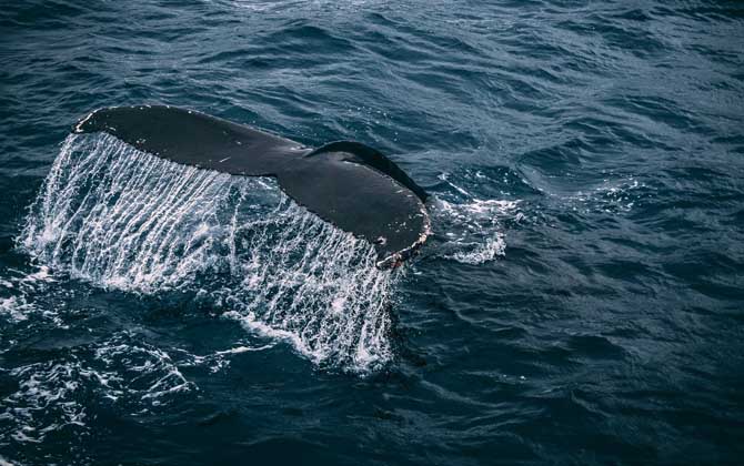 领航鲸是什么动物？