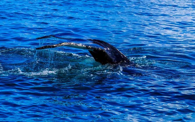 巨头鲸是什么动物？