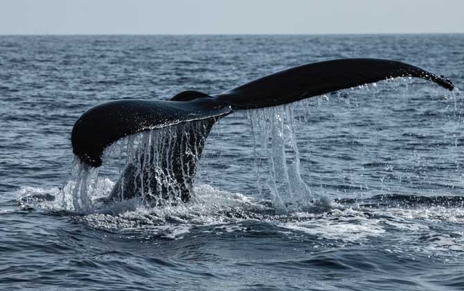 北极露脊鲸
