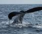 北极露脊鲸是什么动物？