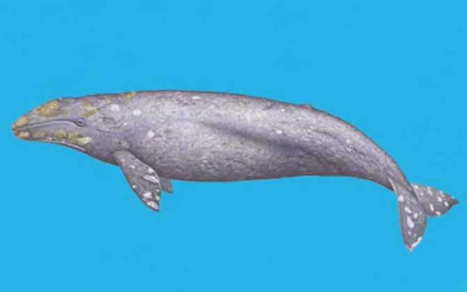 灰鲸