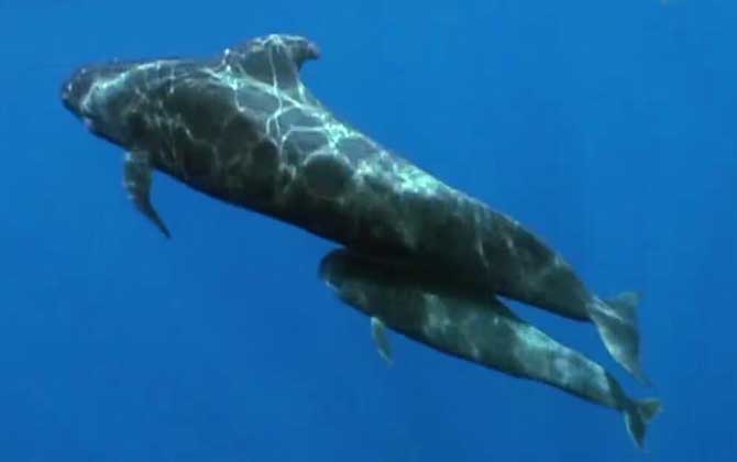 领航鲸为什么叫领航鲸？