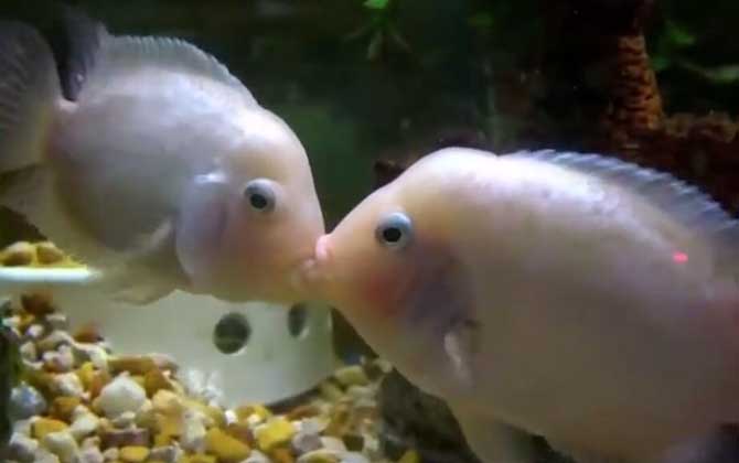 接吻鱼
