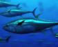 蓝鳍金枪鱼是什么鱼？