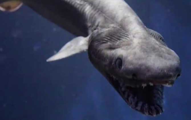 皱鳃鲨是什么动物？