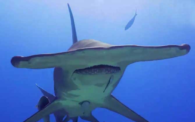 锤头鲨是什么鲨鱼？