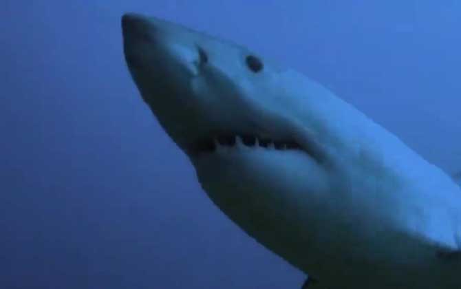 噬人鲨