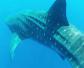 豆腐鲨是什么鲨鱼？