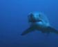 噬人鲨是什么鲨鱼？
