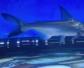 成吉思汗鲨是什么动物？