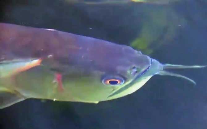 巨骨舌鱼是什么鱼？