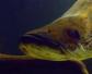 巨骨舌鱼吃食人鱼是真的吗？